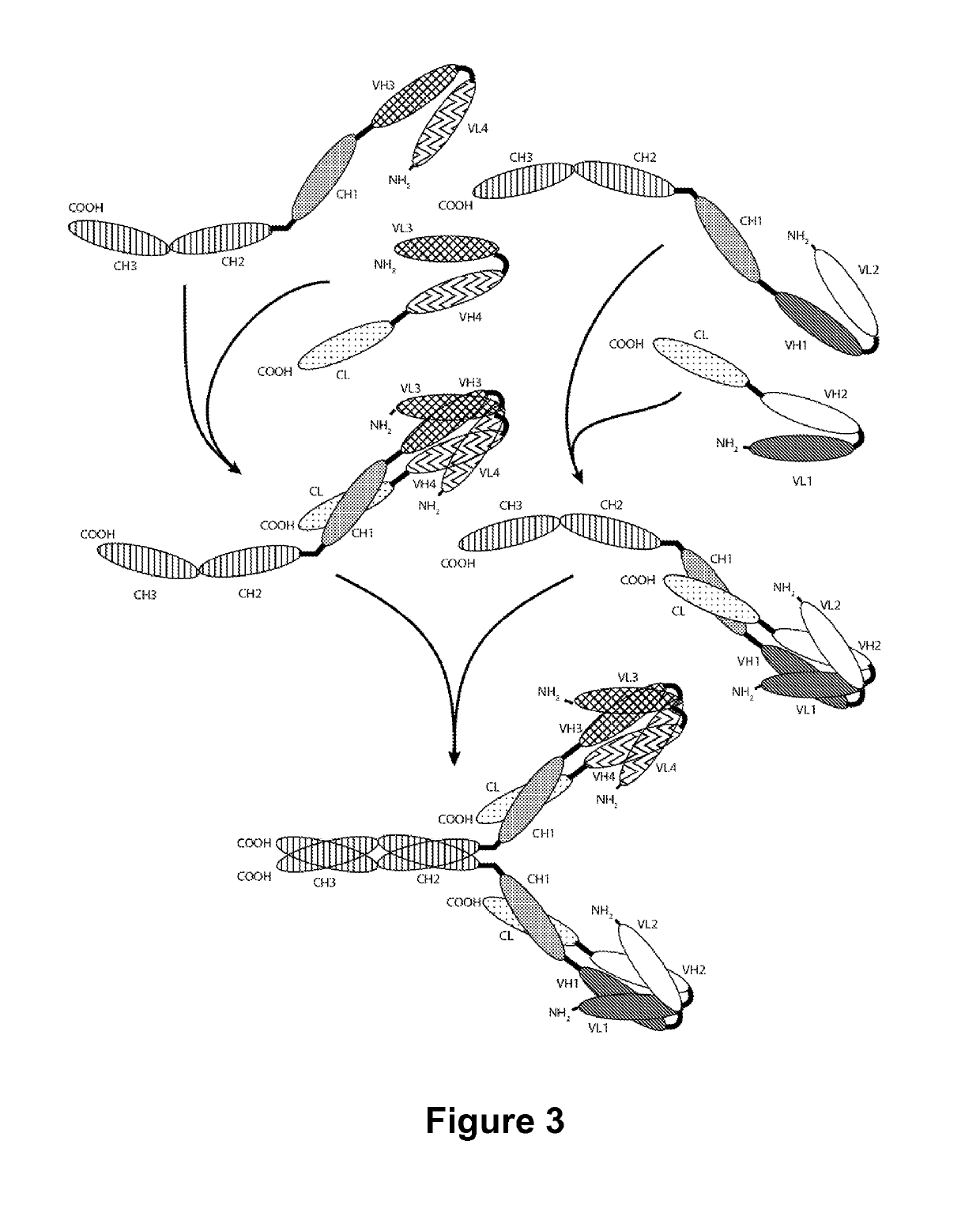 Multivalent molecules comprising DR5-binding domains