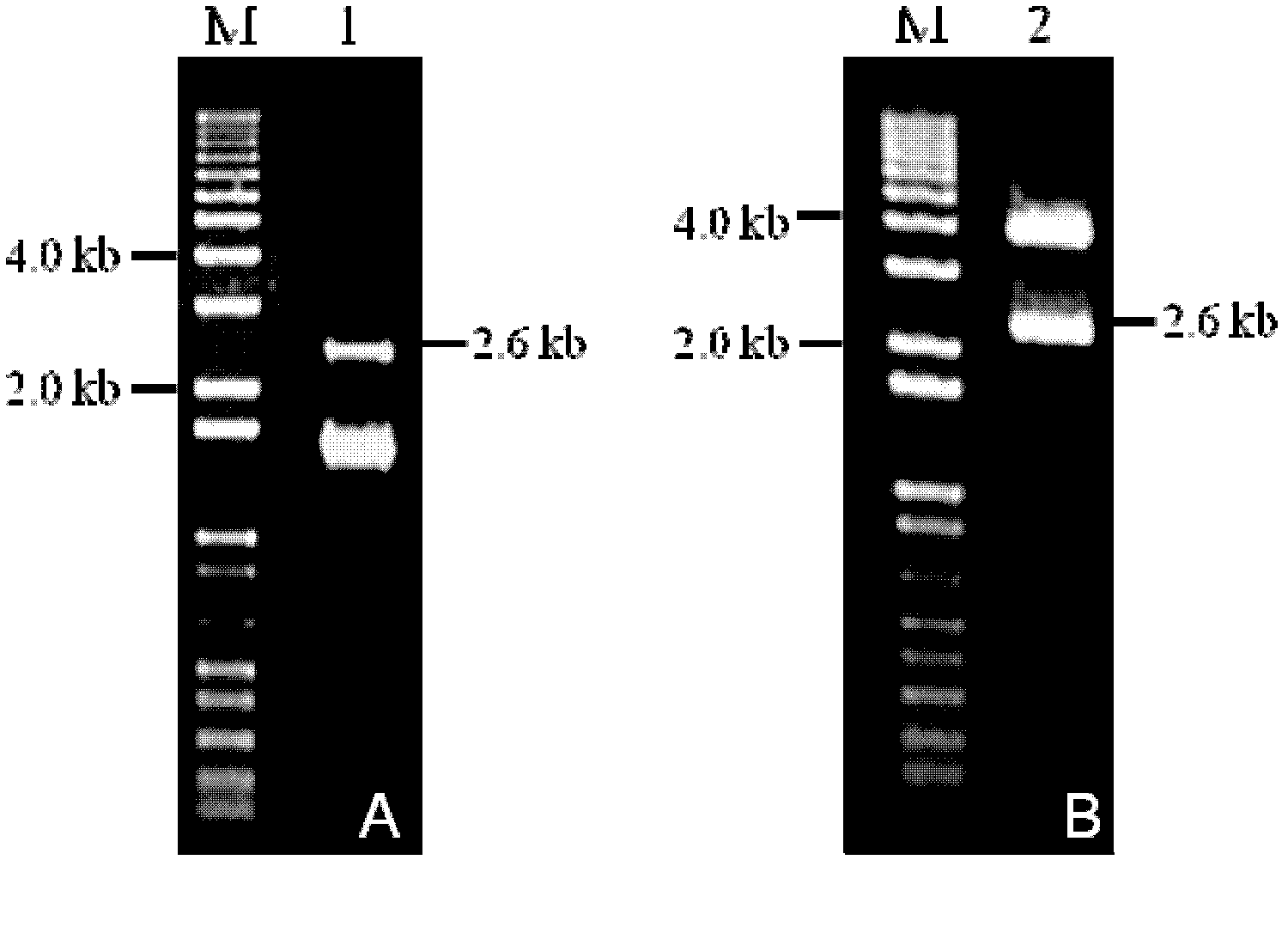 Mild constitutive expression promoter separated from populus tomentosa and application thereof