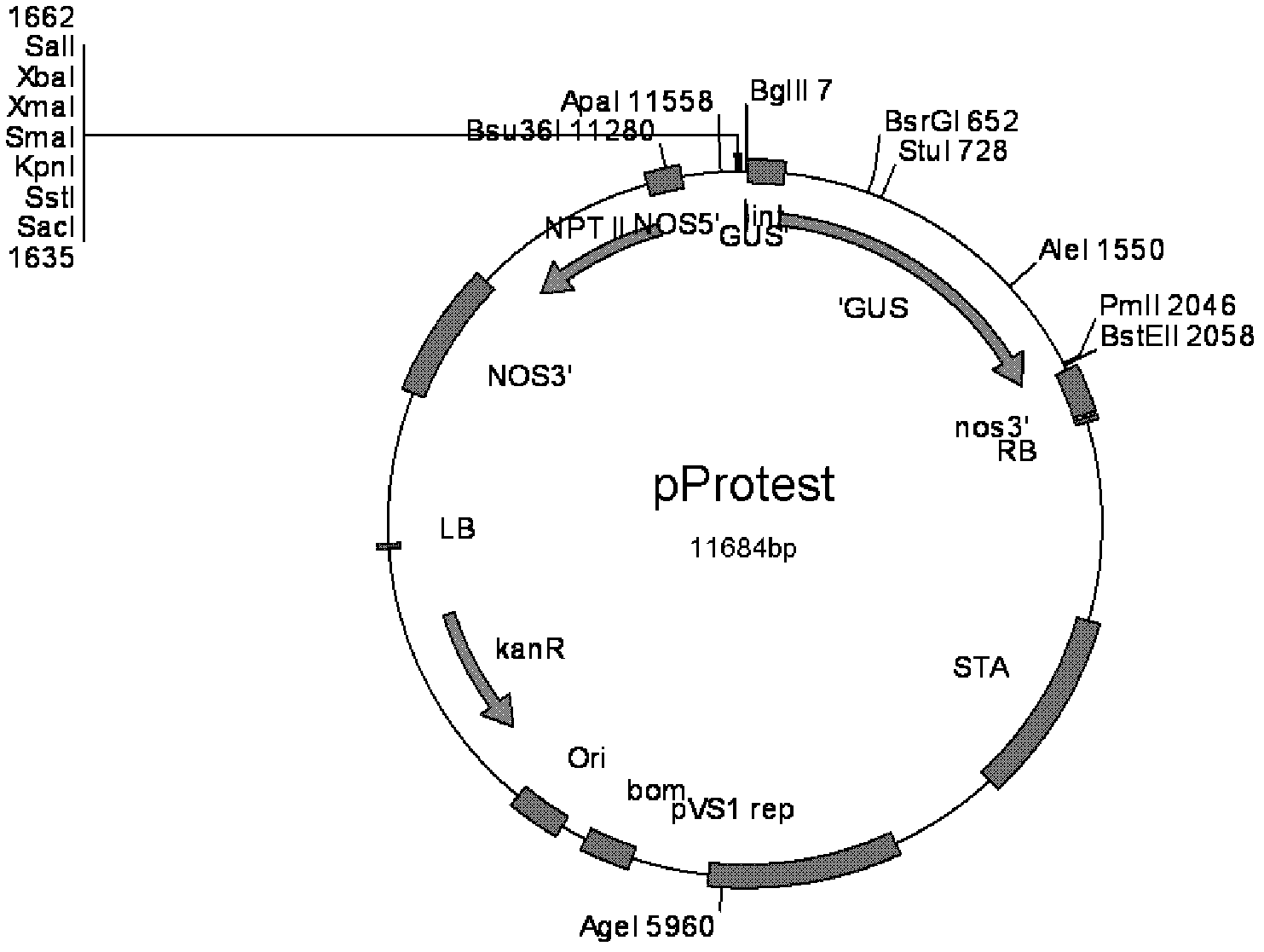 Mild constitutive expression promoter separated from populus tomentosa and application thereof