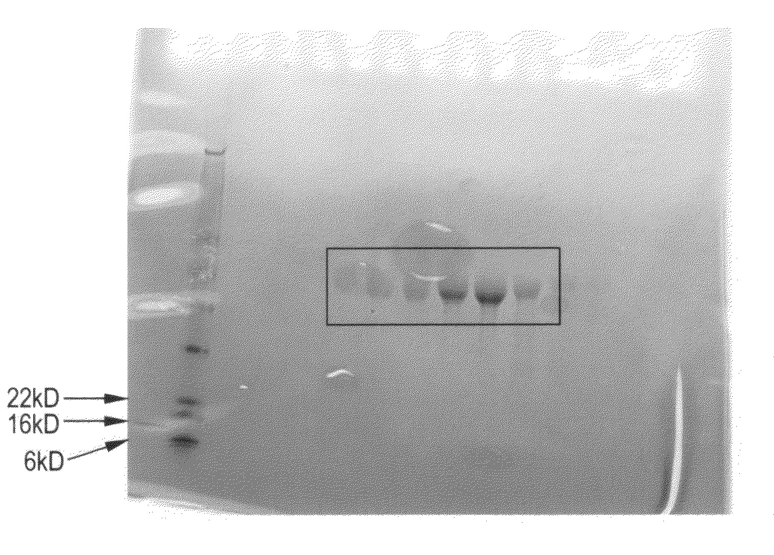 Compositions and methods for producing bioactive fusion proteins