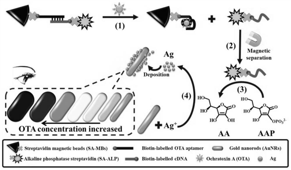 A colorimetric sensor, detection system and application for the detection of mycotoxins in food