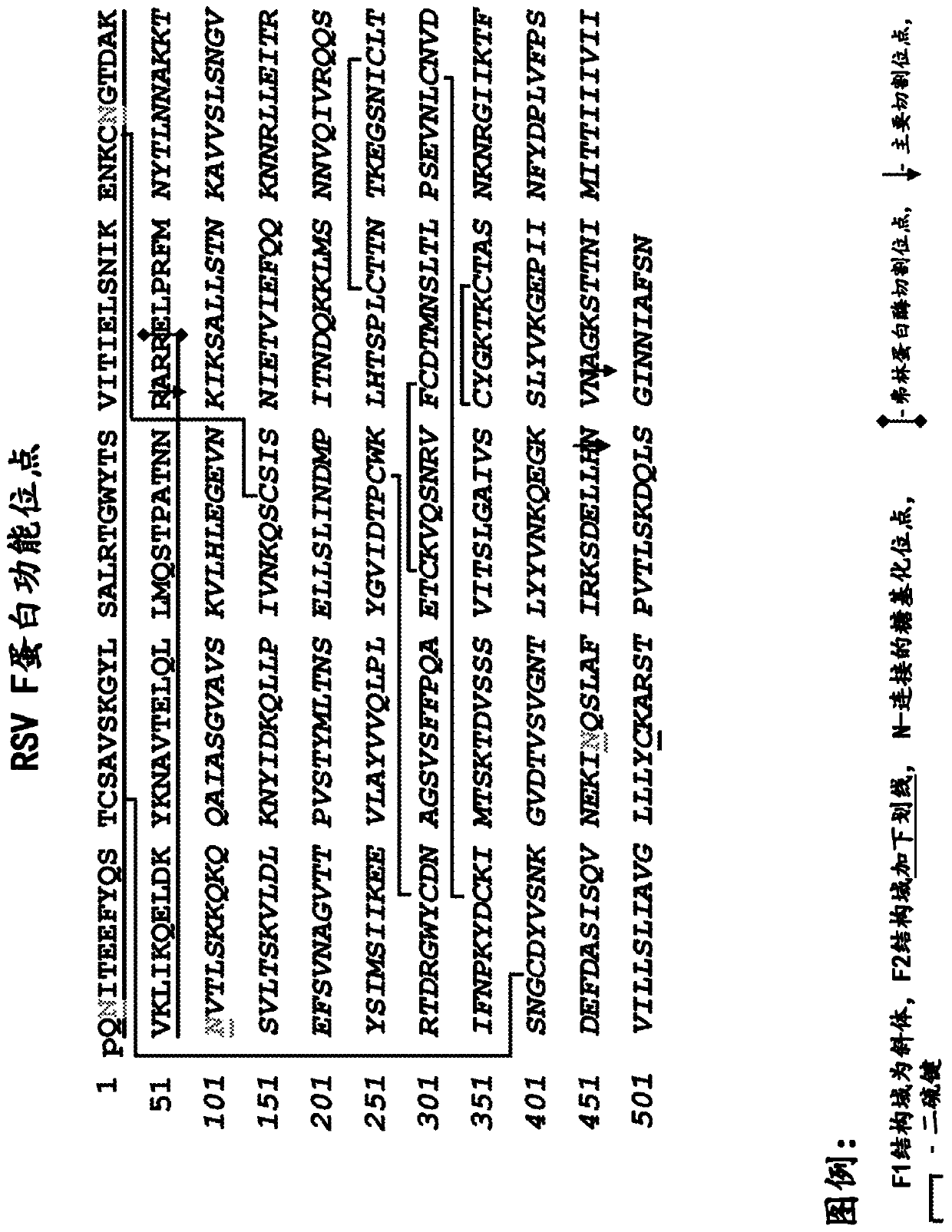 Methods and compositions for treating respiratory disease