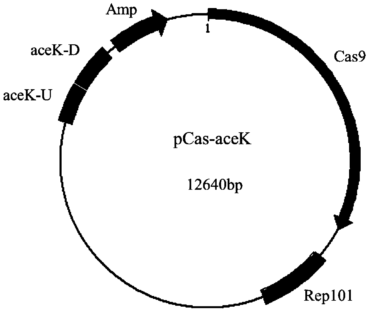 Isocitrate dehydrogenase kinase mutant and application thereof in preparation of aromatic amino acids