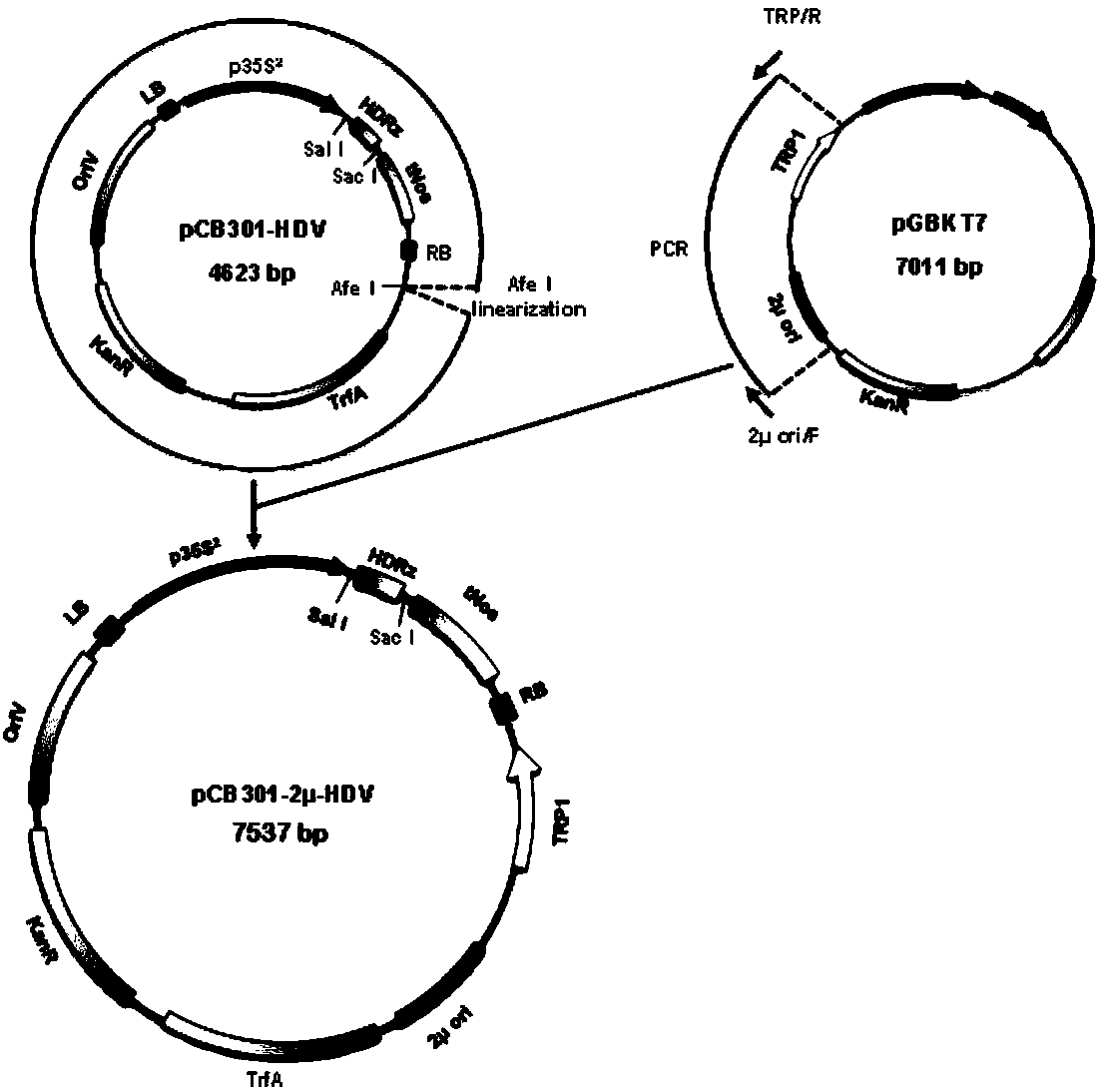 Yeast-Agrobacterium shuttle vector, and construction method and application thereof