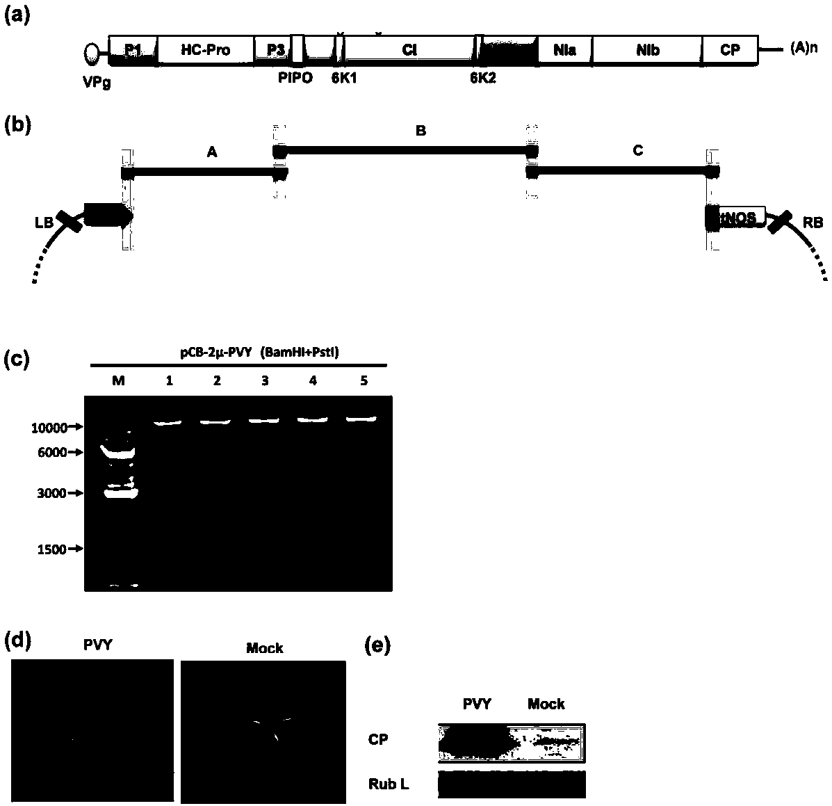 Yeast-Agrobacterium shuttle vector, and construction method and application thereof