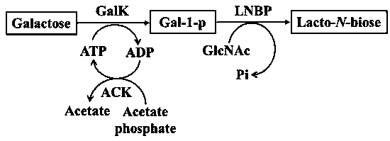 A method for synthesizing lacto-n-disaccharides