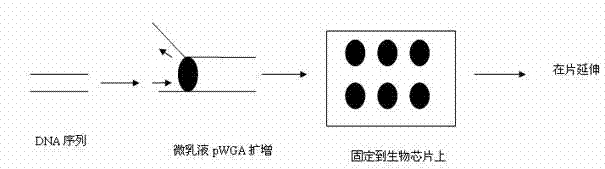 DNA (deoxyribonucleic acid) sequencing method based on micro emulsion isothermal amplification on biochip