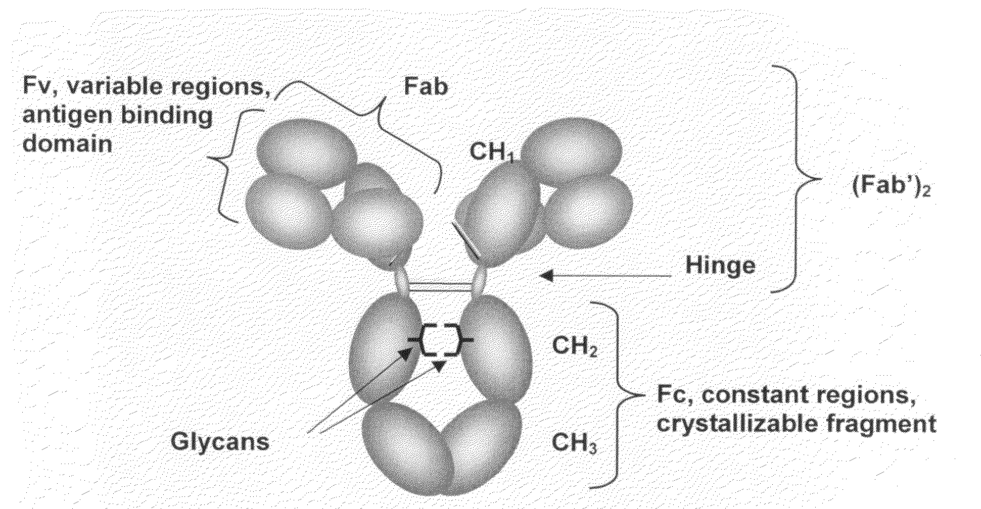 Immunoglobulin Cleavage Fragments as Disease Indicators and Compositions for Detecting and Binding Such