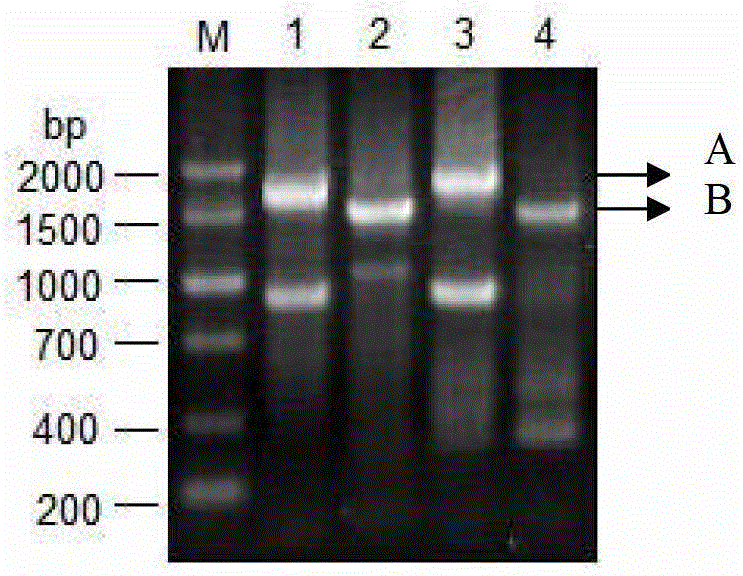 Vaccine composition containing porcine circovirus type 2 antigen and swine influenza antigen