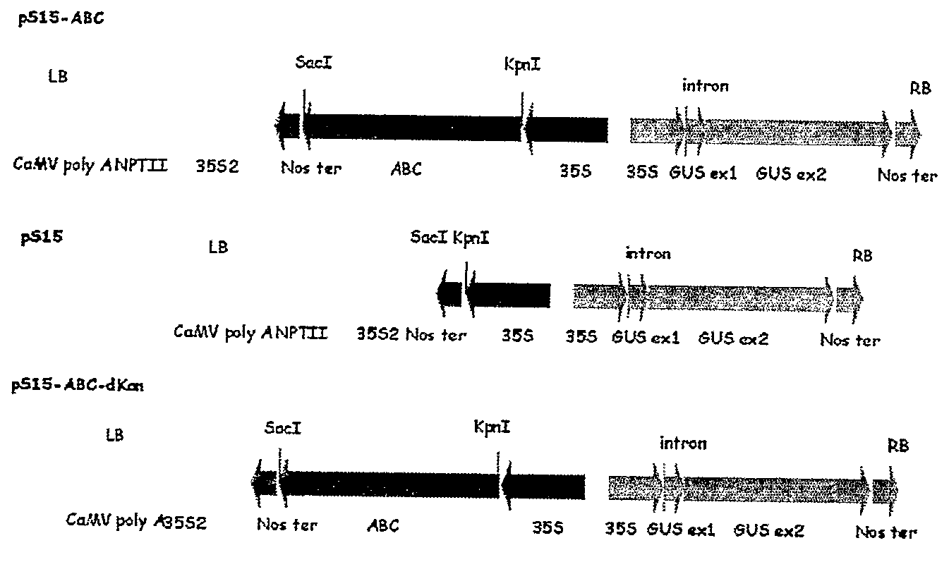 Antibiotic Resistance Conferrred by a Plant Abc Transporter Gene when Expressed in Transgenic Plants