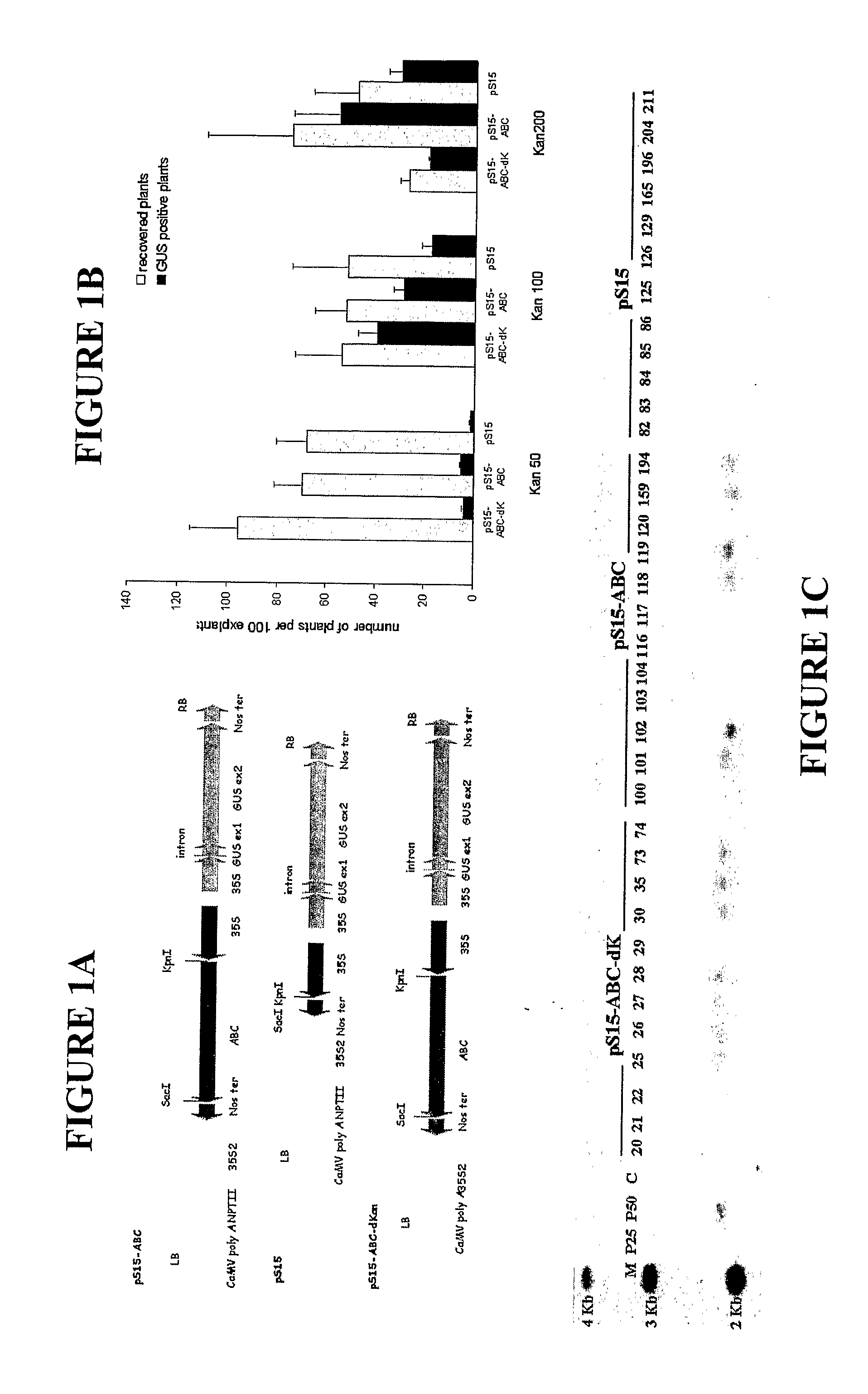 Antibiotic Resistance Conferrred by a Plant Abc Transporter Gene when Expressed in Transgenic Plants