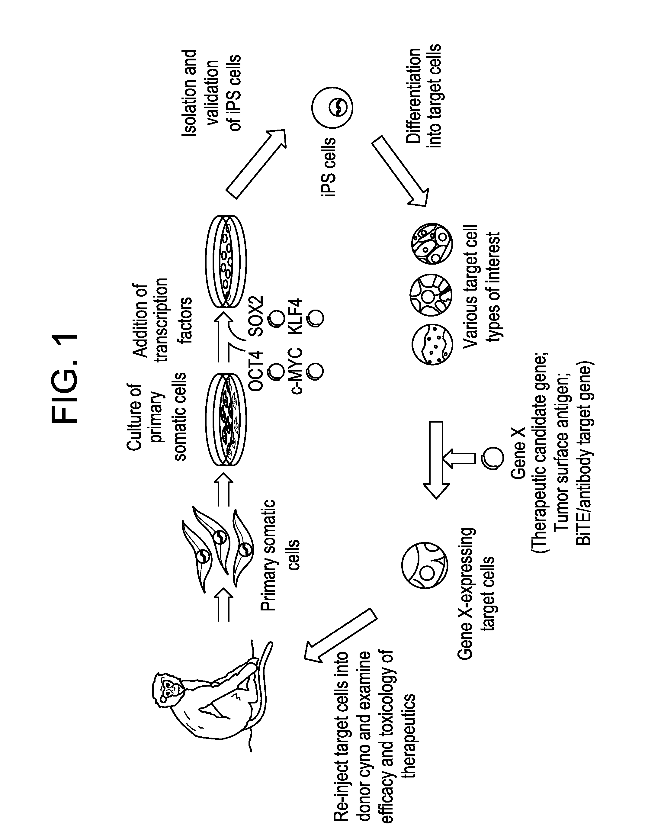 Autologous Mammalian Models Derived from Induced Pluripotent Stem Cells and Related Methods