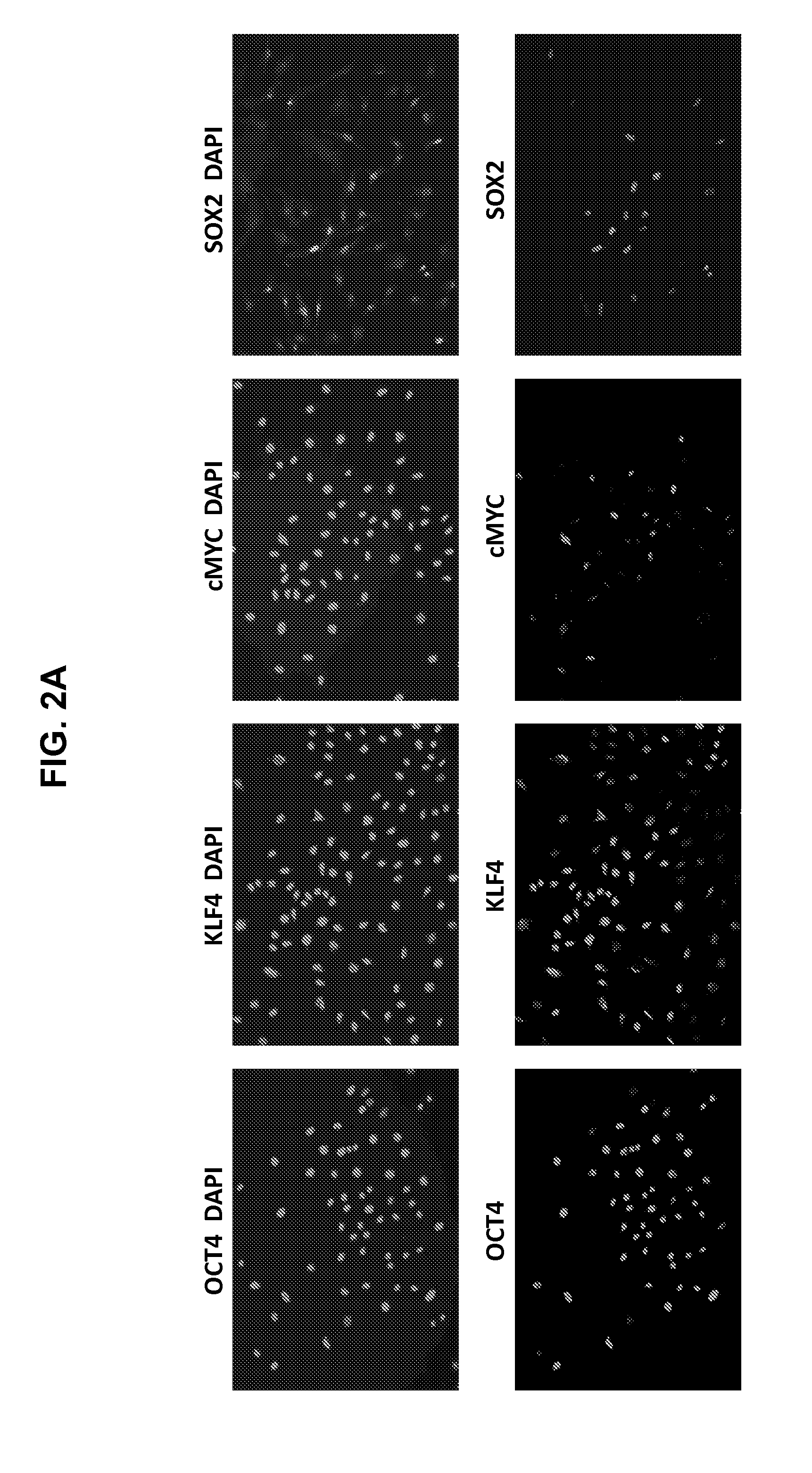 Autologous Mammalian Models Derived from Induced Pluripotent Stem Cells and Related Methods