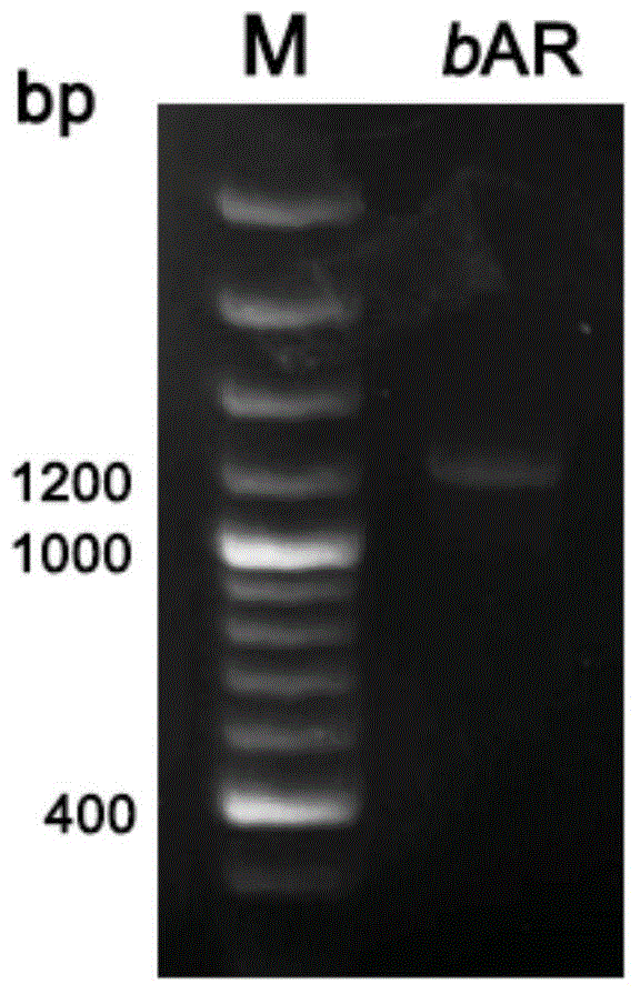 Recombinant archaerhodopsin 4 protein as well as preparation method and application thereof