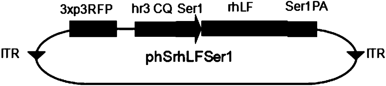 Modified human lactoferrin gene suitable for bombyx mori silk gland expression as well as expression system adopting modified human lactoferrin gene and applications