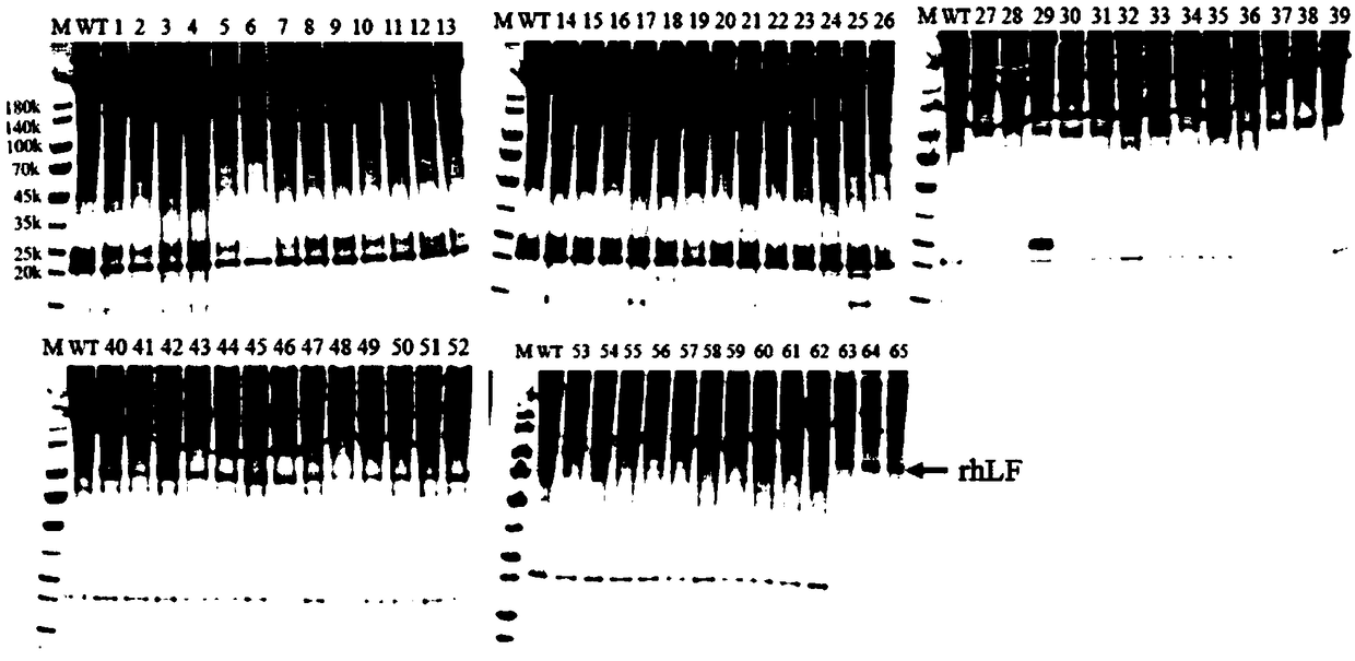 Modified human lactoferrin gene suitable for bombyx mori silk gland expression as well as expression system adopting modified human lactoferrin gene and applications