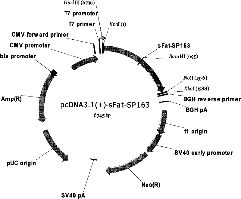 Novel vector for raising content of polyunsaturated fatty acids in animal body