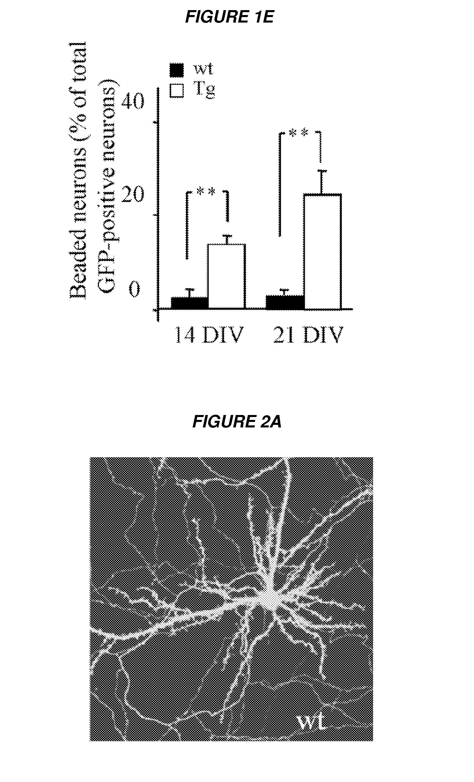 Methods to inhibit neurodegeneration