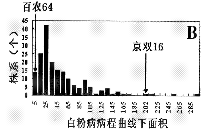 A method for auxiliary screening of powdery mildew resistant wheat and its special primers