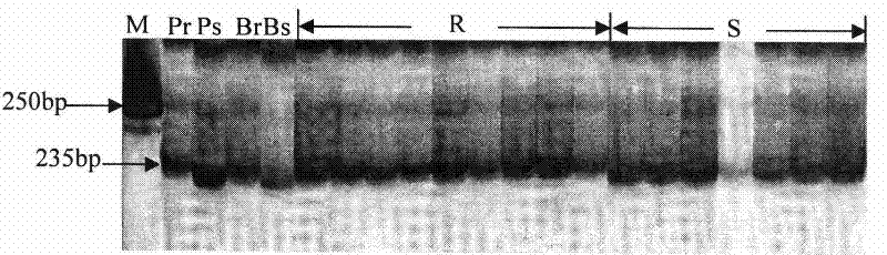 A method for auxiliary screening of powdery mildew resistant wheat and its special primers