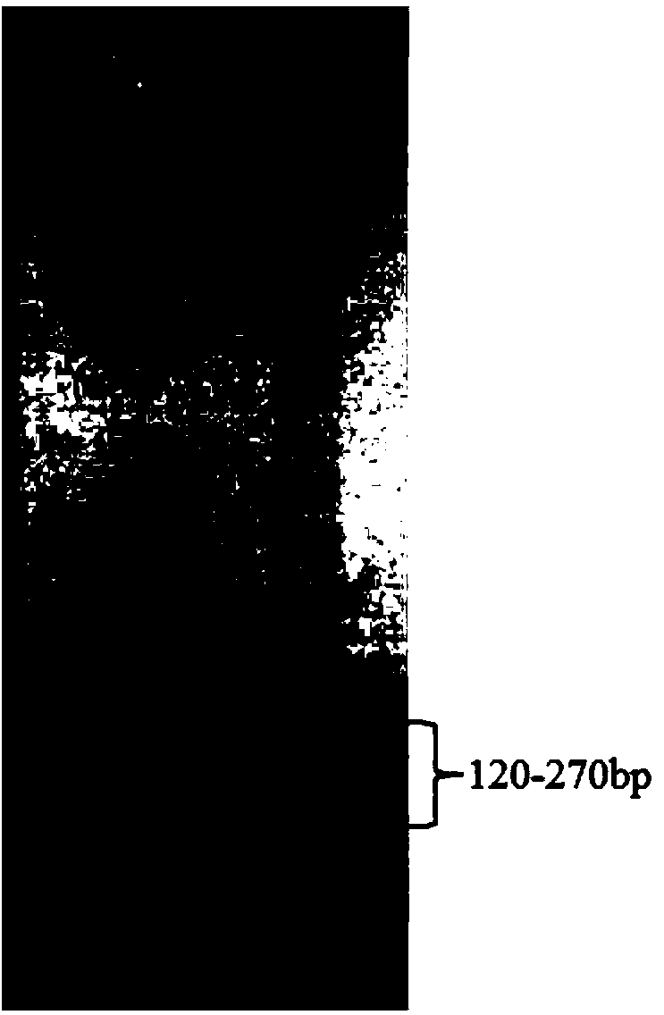 Method for constructing variable region sequencing library, and method for determining variable region nucleic acid sequence