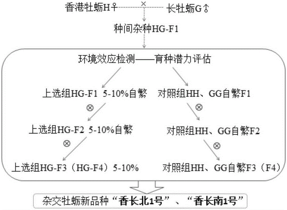 A kind of breeding method of fragrant long hybrid oyster strain