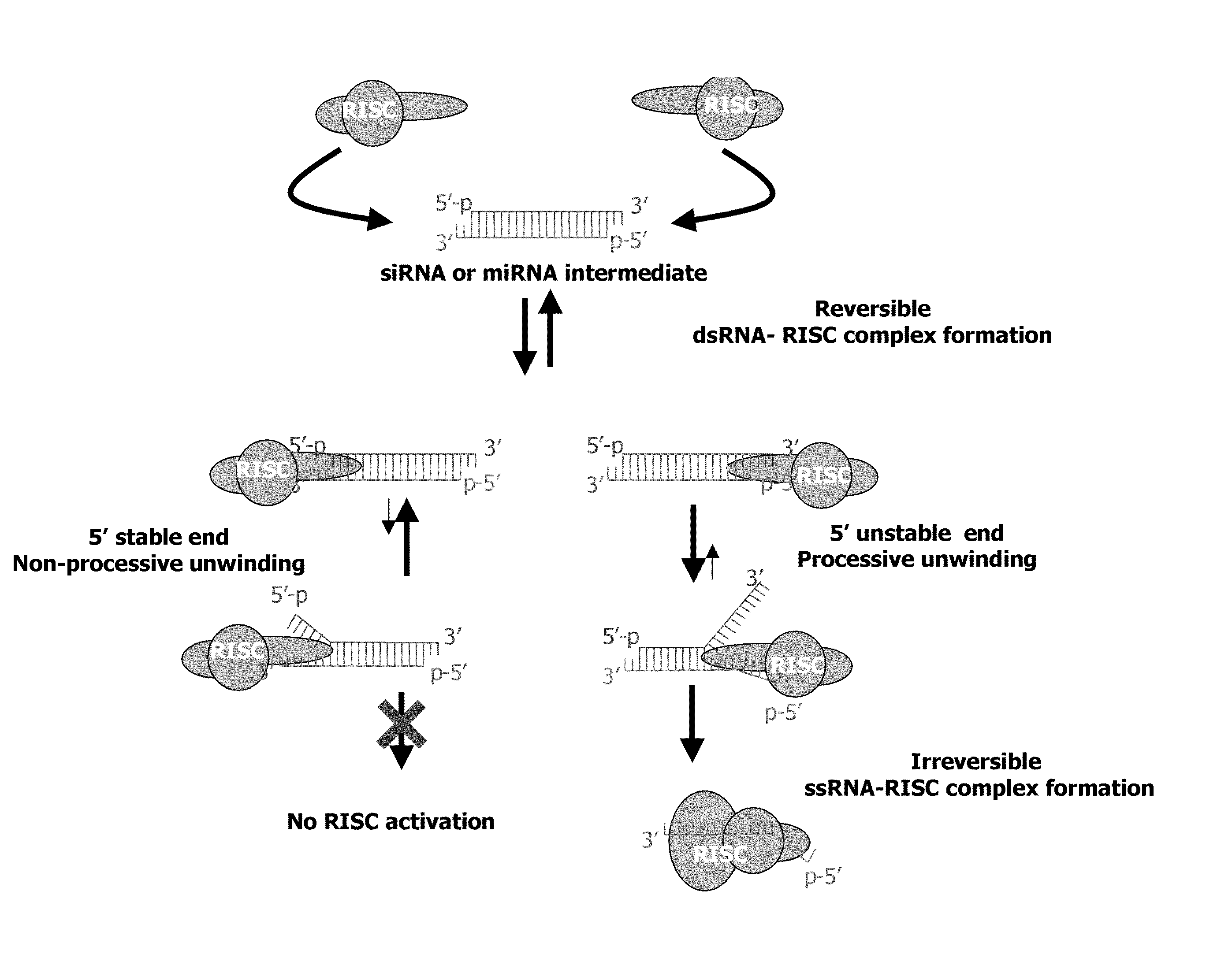 Methods and Compositions for Selecting siRNA of Improved Functionality