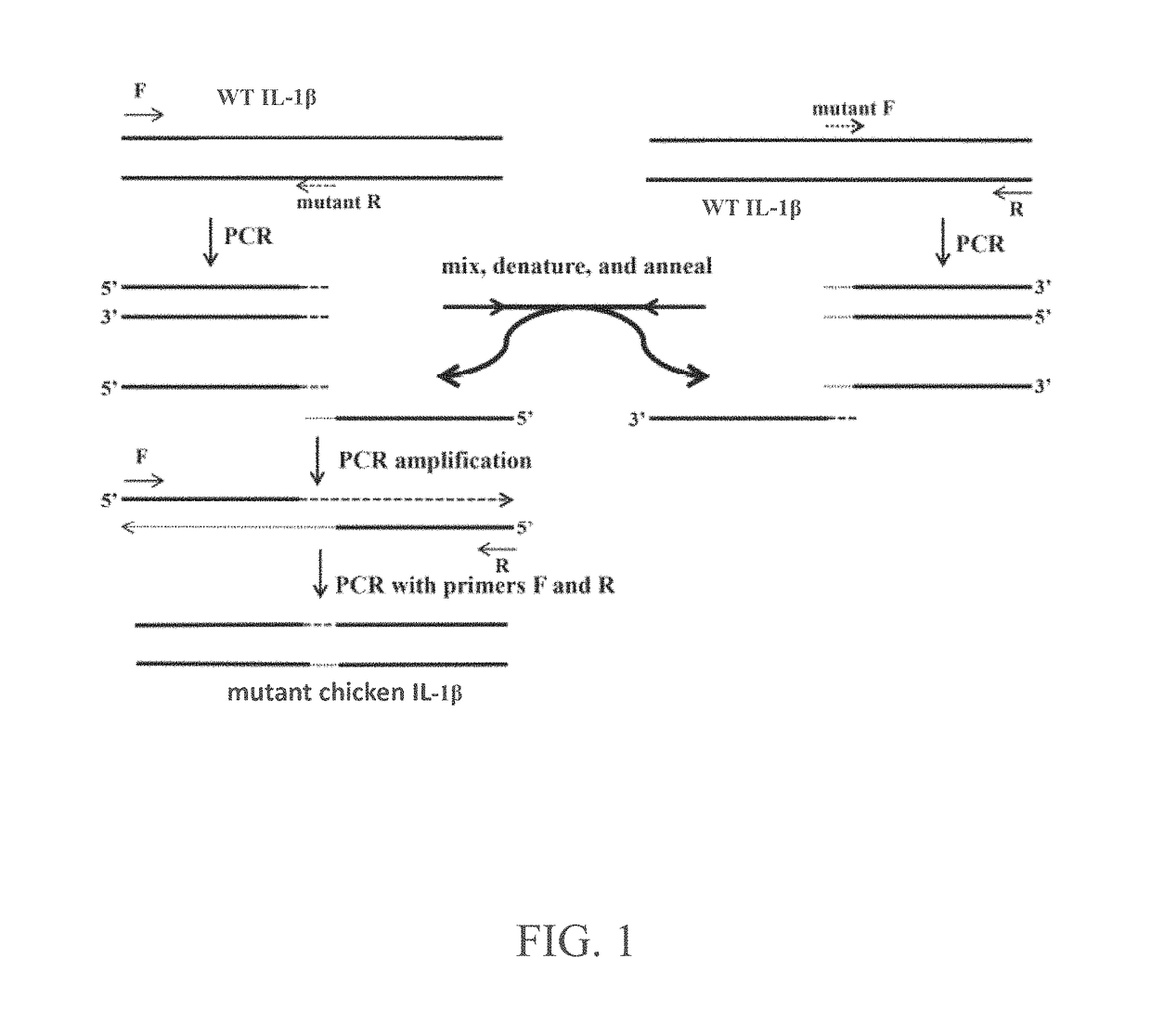 Mutant chicken interleukin-1β protein as chicken interleukin-1β antagonist and uses thereof