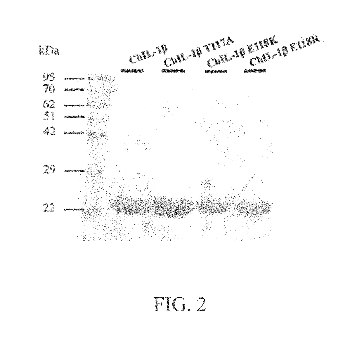 Mutant chicken interleukin-1β protein as chicken interleukin-1β antagonist and uses thereof