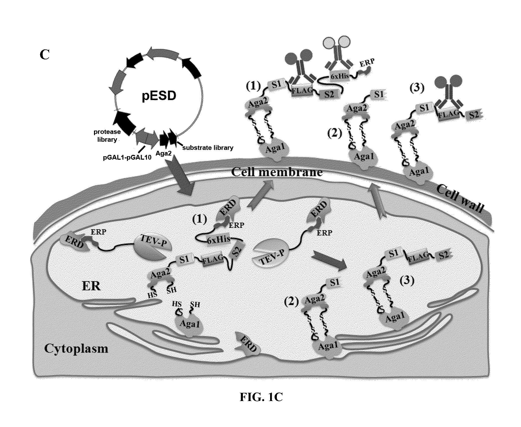 Method for engineering proteases and protein kinases