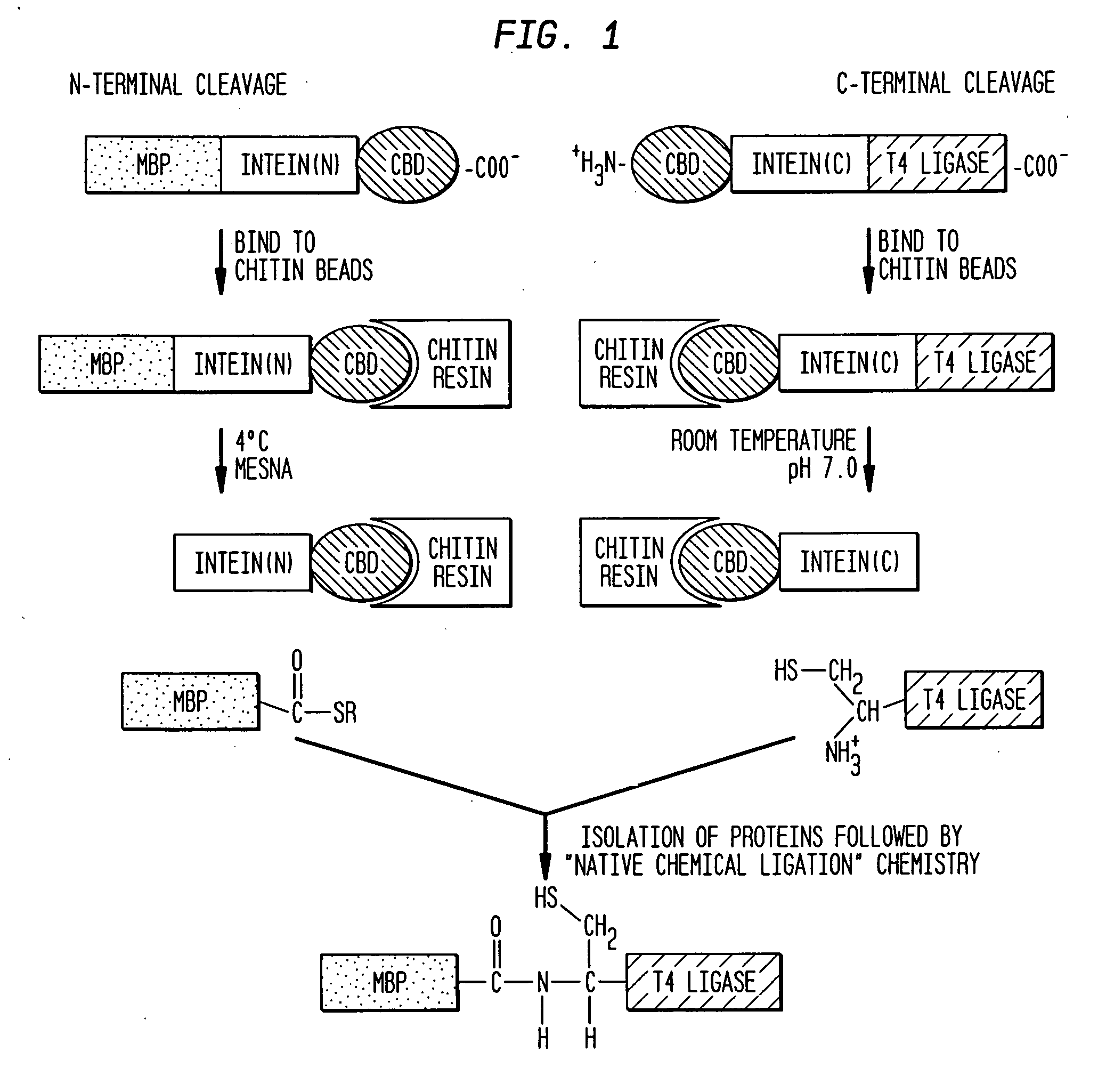 Intein-mediated protein ligation of expressed proteins