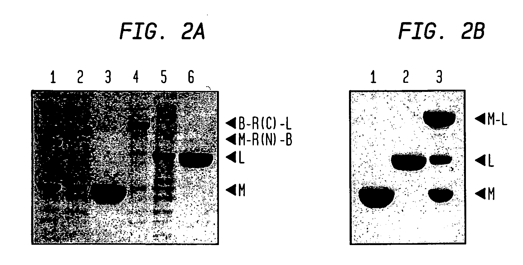 Intein-mediated protein ligation of expressed proteins