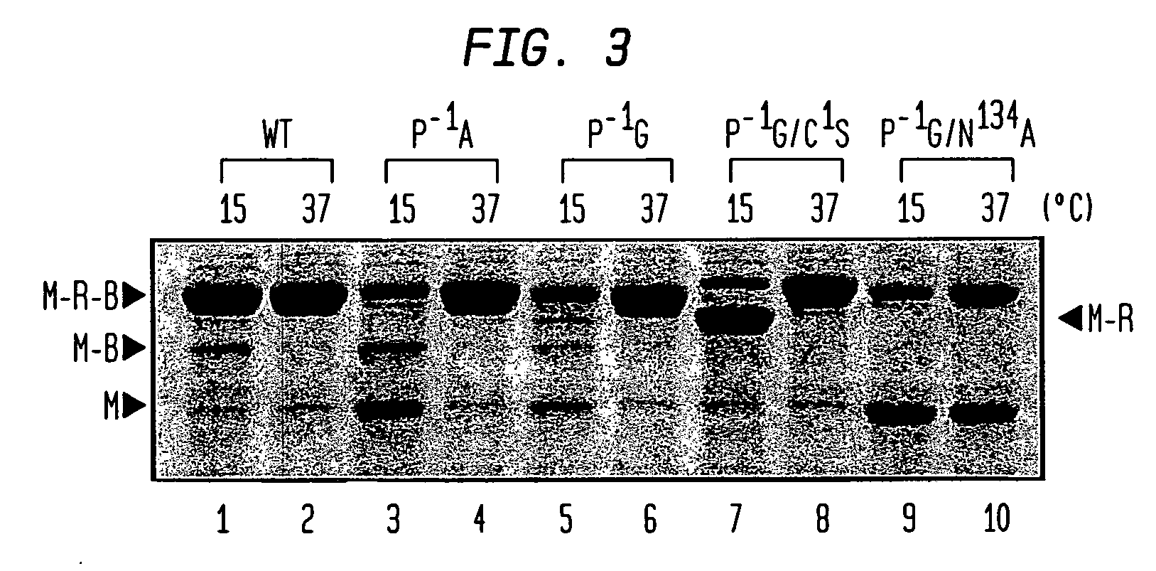 Intein-mediated protein ligation of expressed proteins