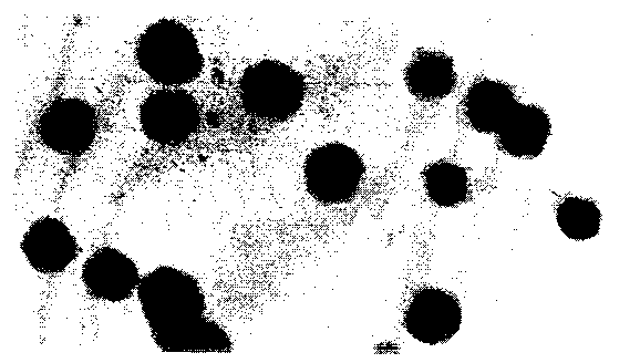 Penciclovir microemulsion gel preparation and preparing method thereof