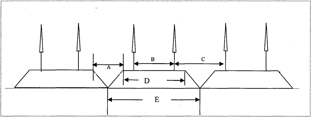 Dislocation culturing method of one-ridge double-row flue-cured tobacco