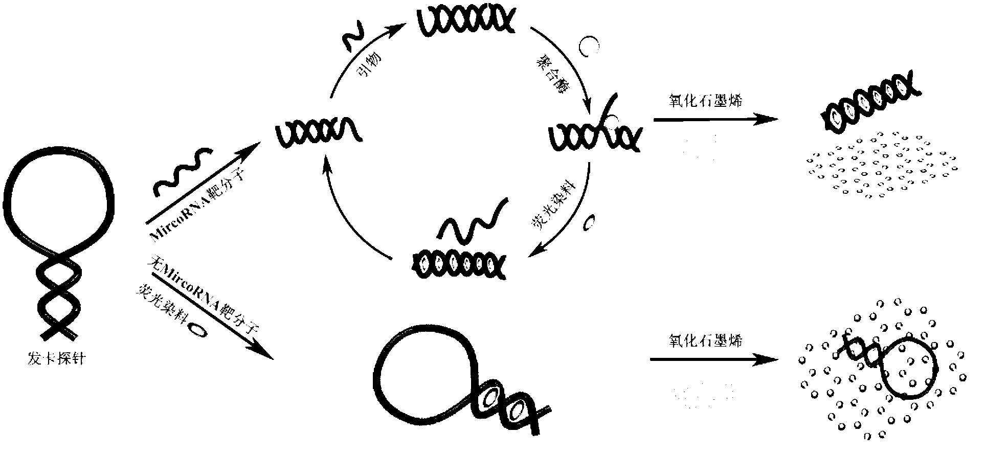 Method for detecting miRNA (micro ribonucleic acid) based on graphene/nucleic acid dye platform