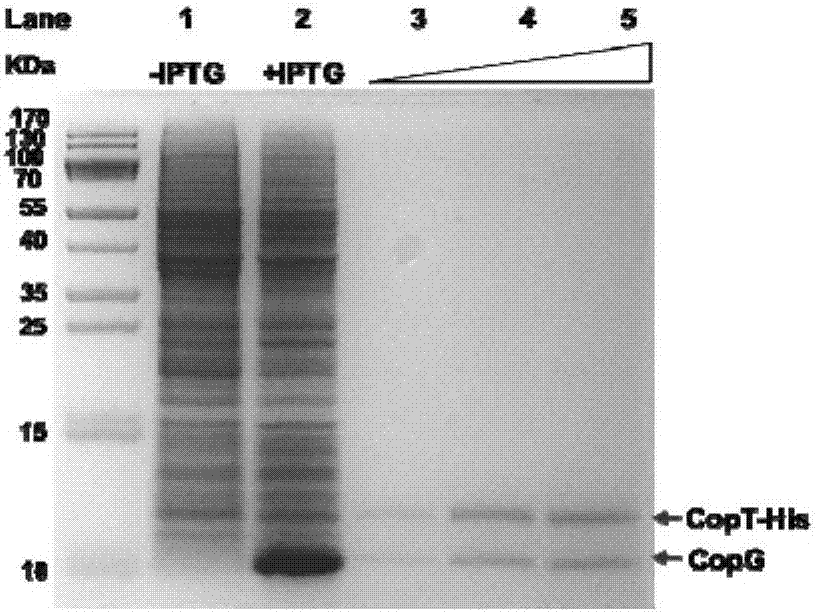 Toxin protein purifying method