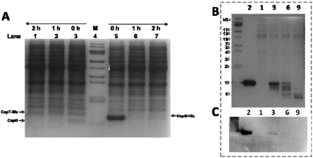 Toxin protein purifying method