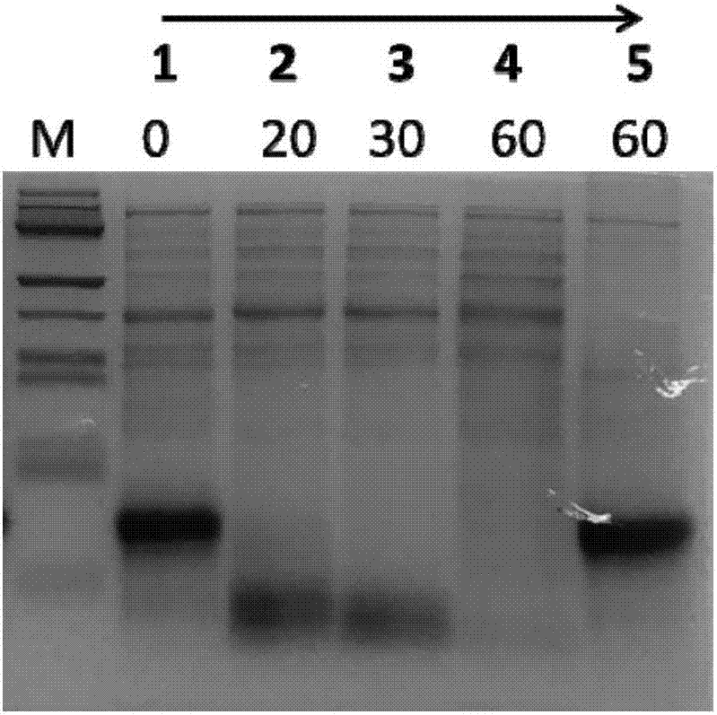 Toxin protein purifying method