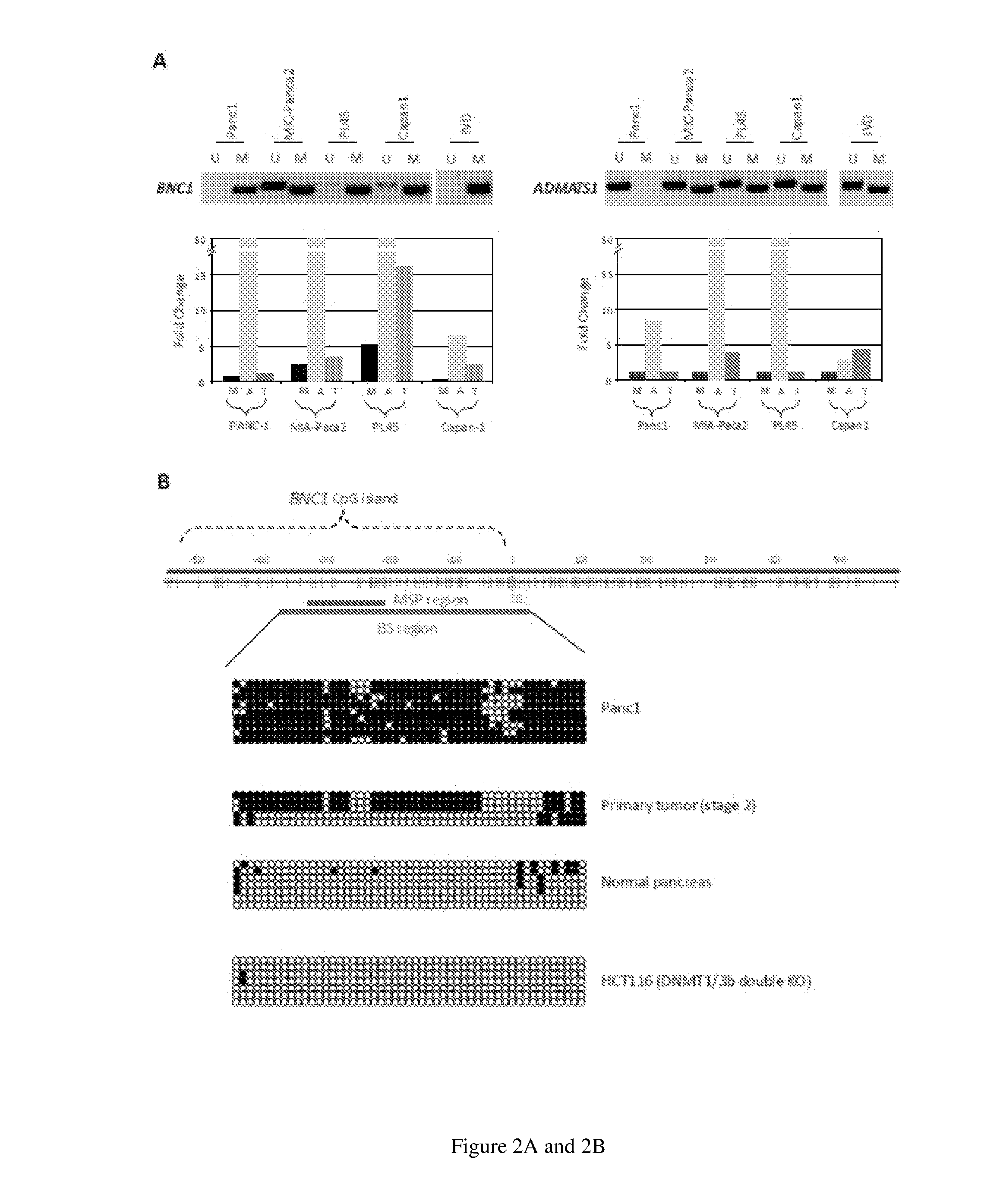 Compositions and methods for detecting a neoplasia