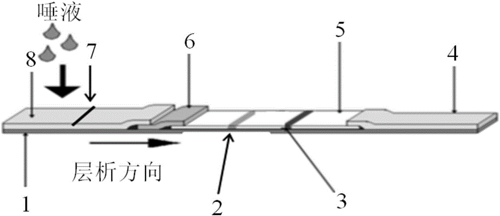 Method and test strip for rapidly detecting people susceptible to avian flu and human influenza