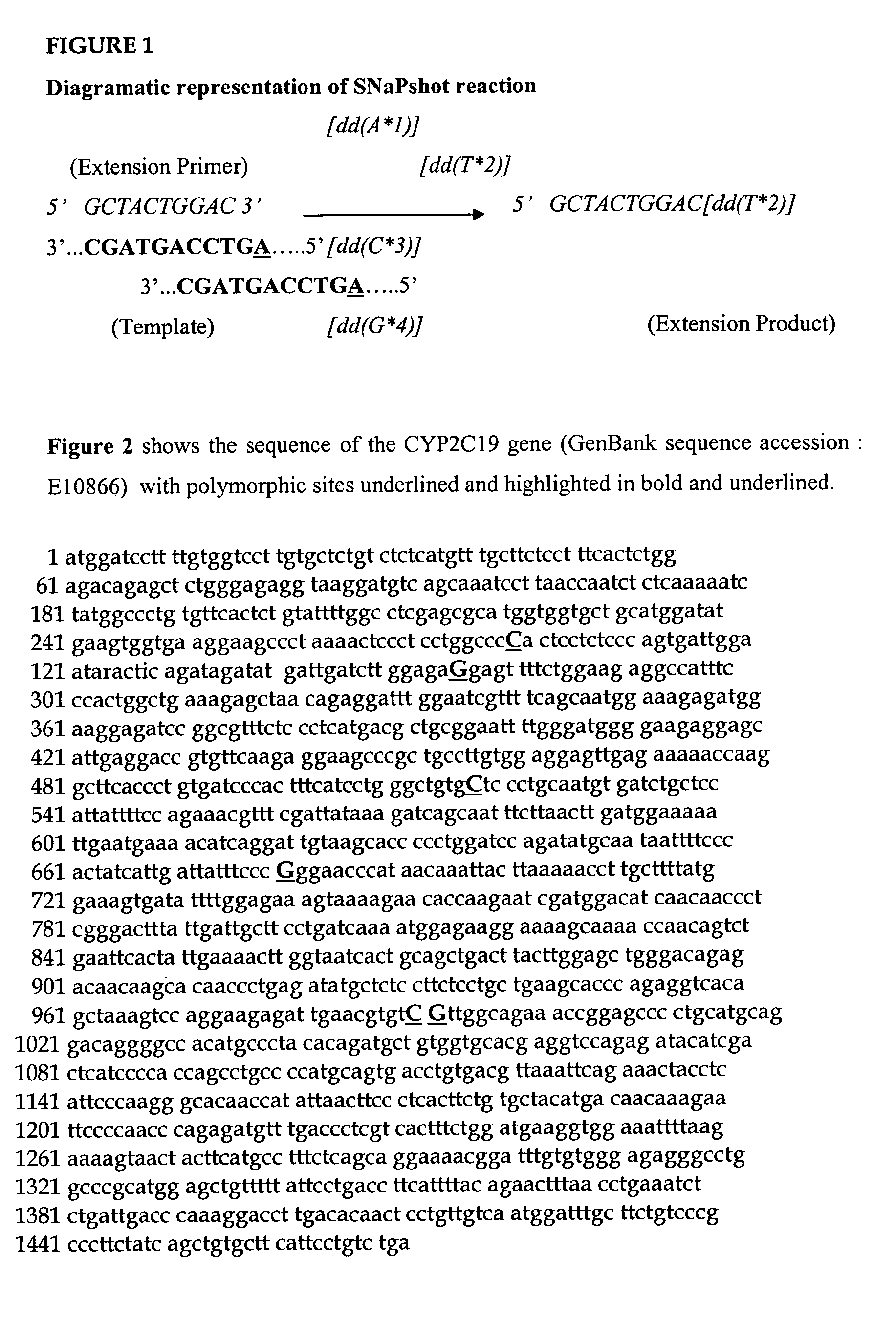 Novel allelic variant of CYP2C19 associated with drug metabolism