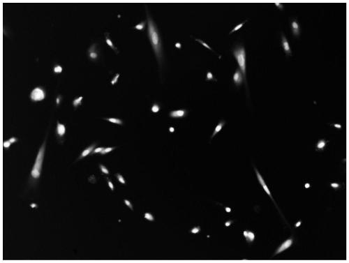 Polypeptide reagent for activating human immune cells