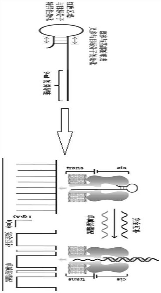 A method for simultaneously distinguishing single-base mismatches at the single-molecule level