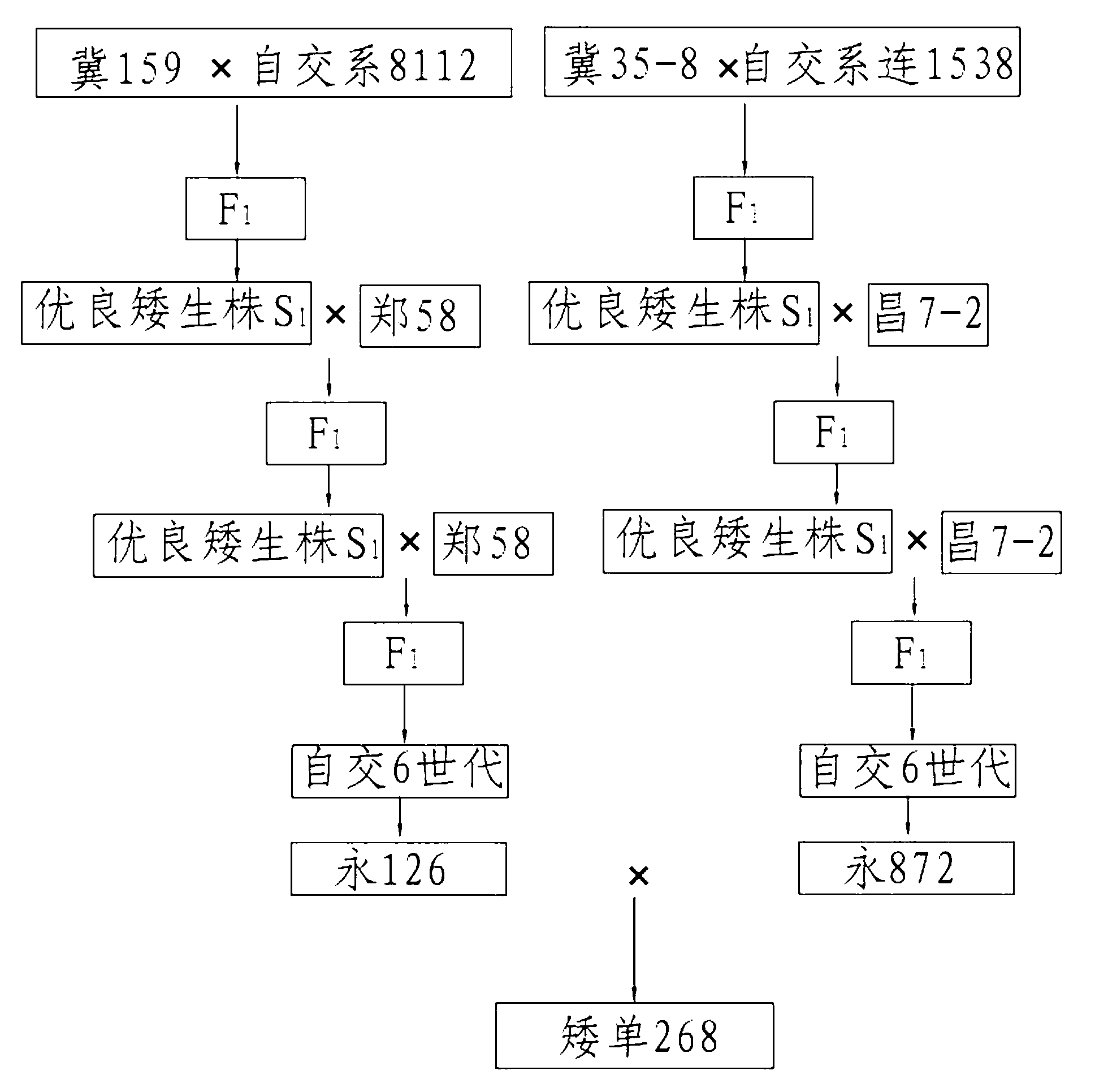 Breeding method of br-2 short-gene-type maize dwarf 268