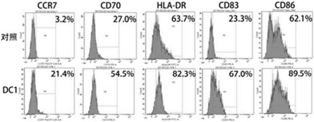 Type 1 polarized dendritic cells and inducing method and application thereof