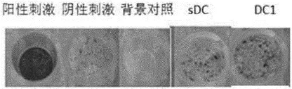 Type 1 polarized dendritic cells and inducing method and application thereof