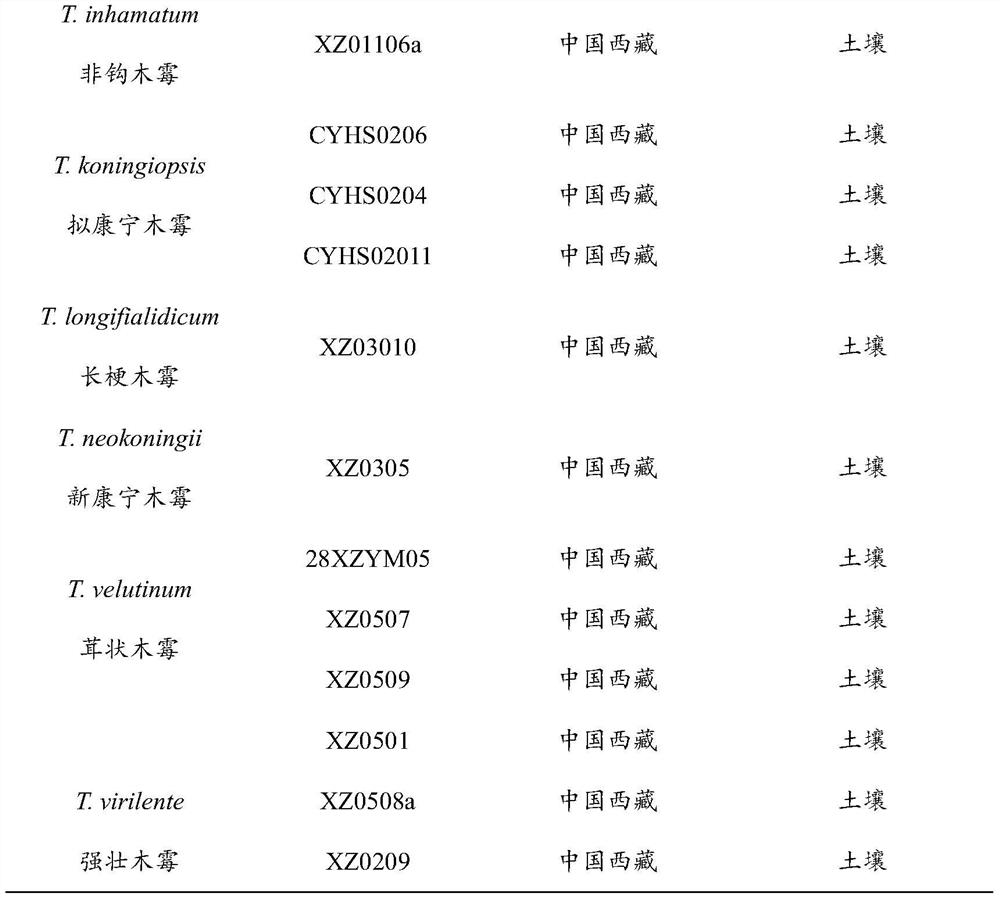 Trichoderma.citrinoviride strain XZ0509 and application thereof