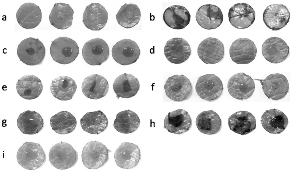 Evaluation method of grape canker pathogenicity to grape