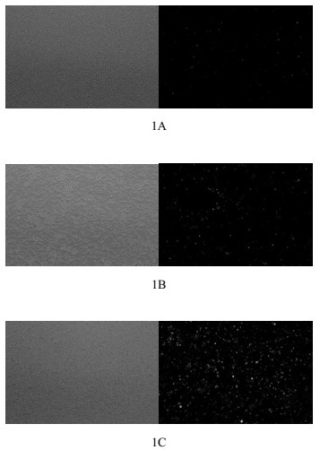 A method for determining the biological activity of human IL-36/IL36R/IL1RACP pathway inhibitors